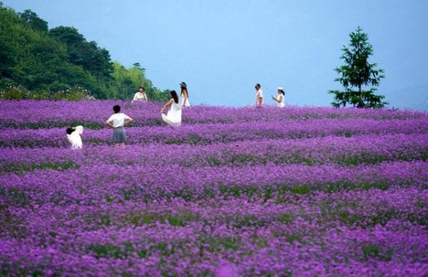 翼牛网 初秋时节 浙江乐清浪漫花海引客来